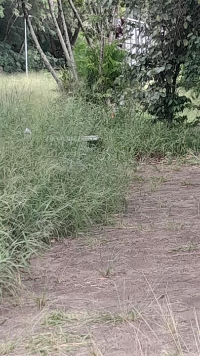 Foto 12 de 16 — Praça do Selmi Dei fica mais de 5 meses sem limpeza e moradores relatam aparecimento de cobras
